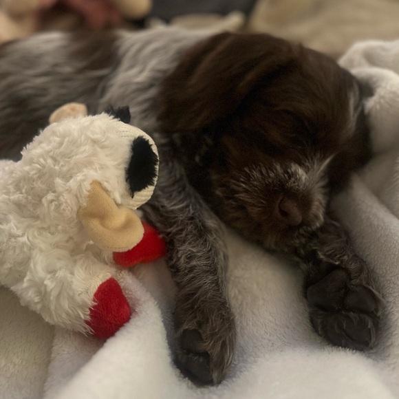 Meet your Posher - Picture 3 of 4